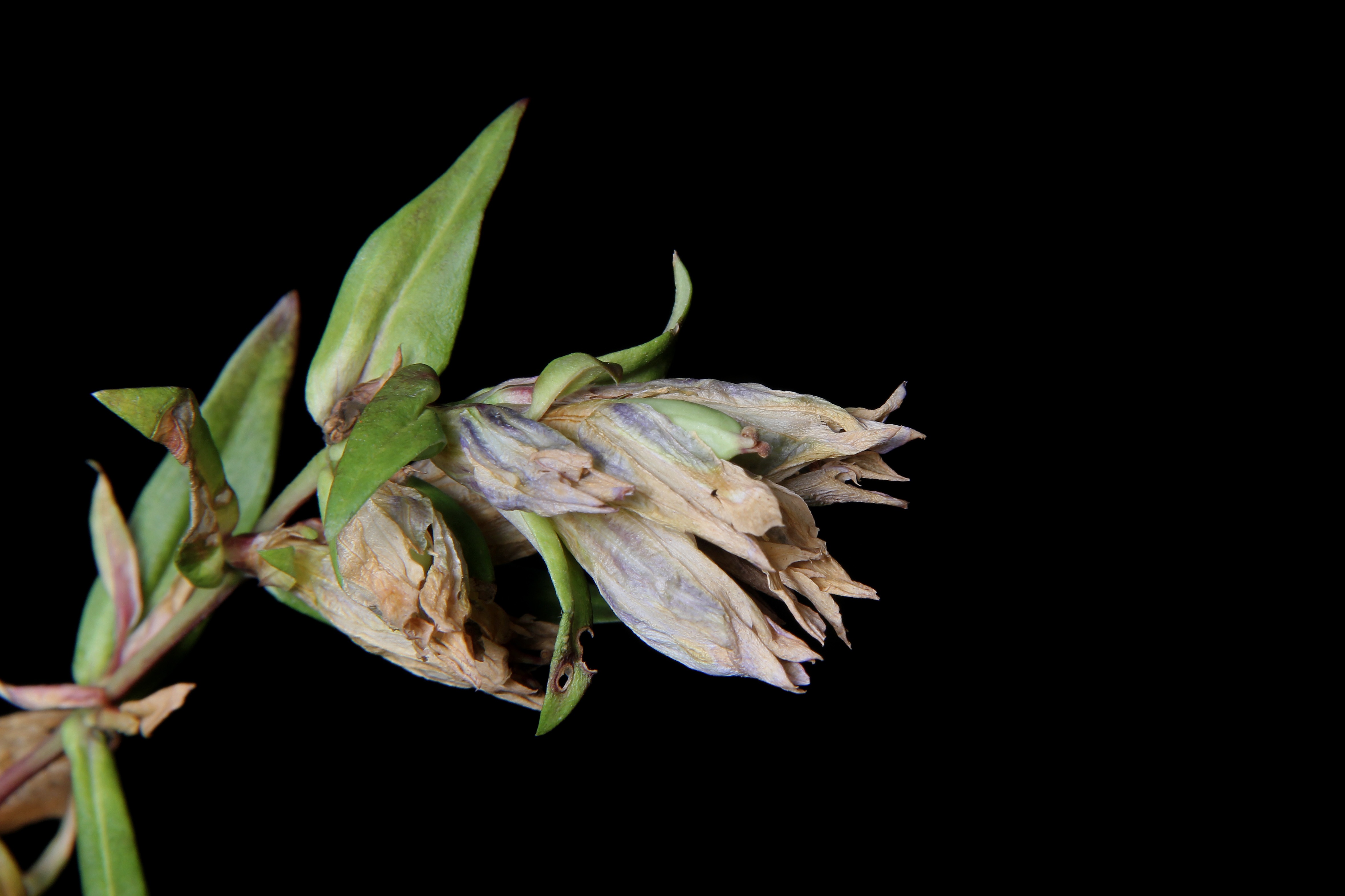 Gentiana spathacea image