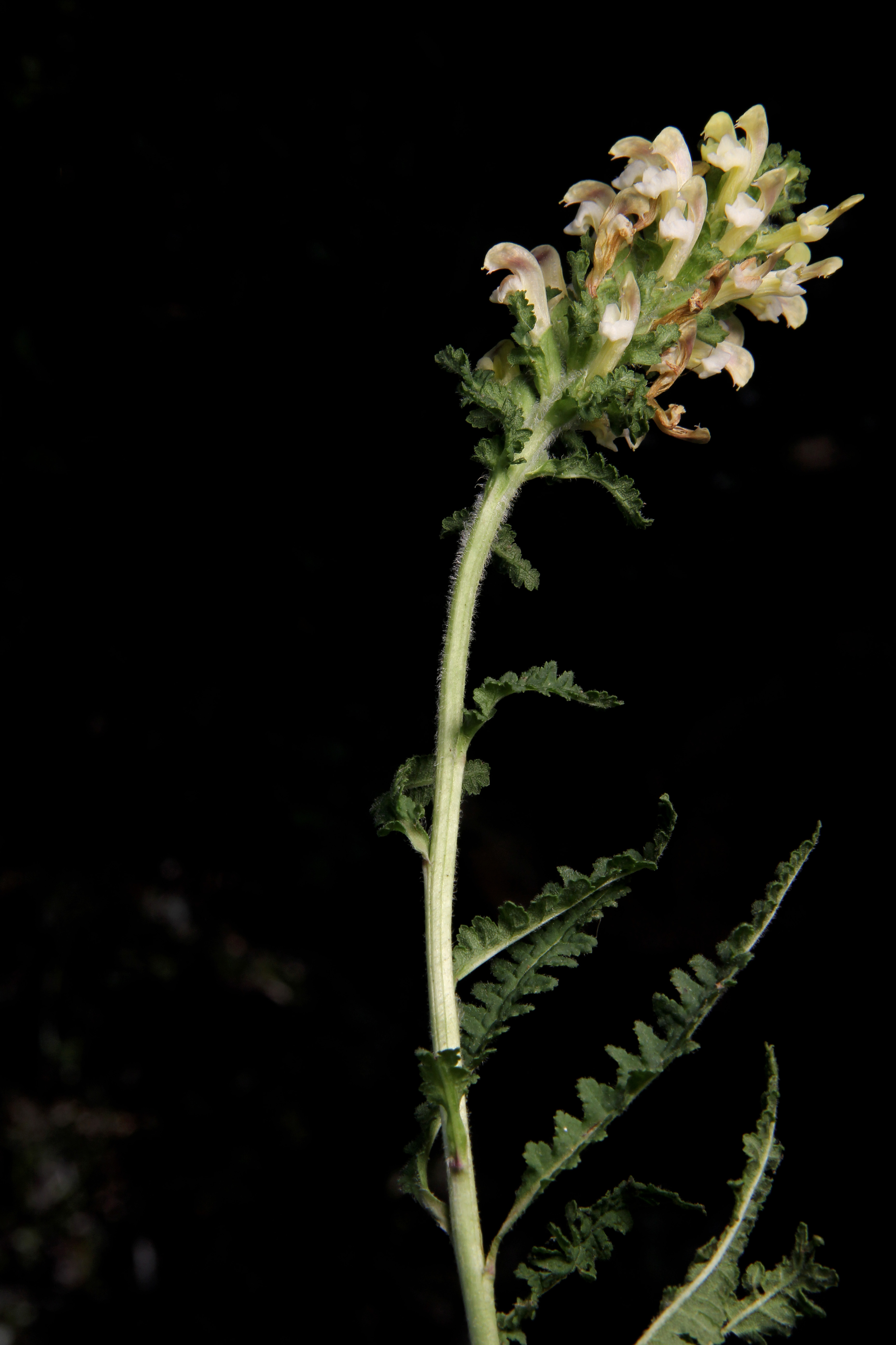 Pedicularis canadensis image