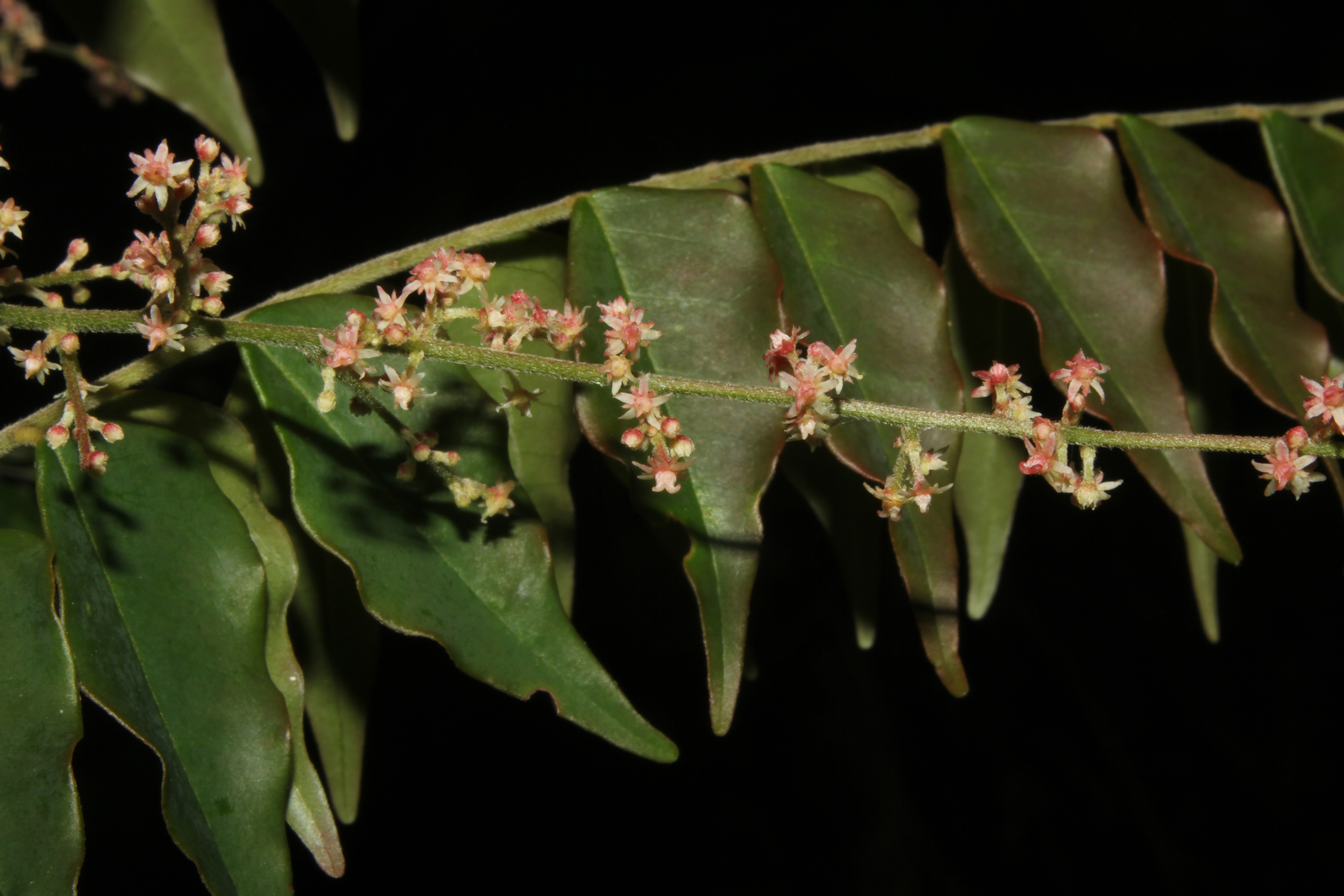 Picramnia xalapensis image