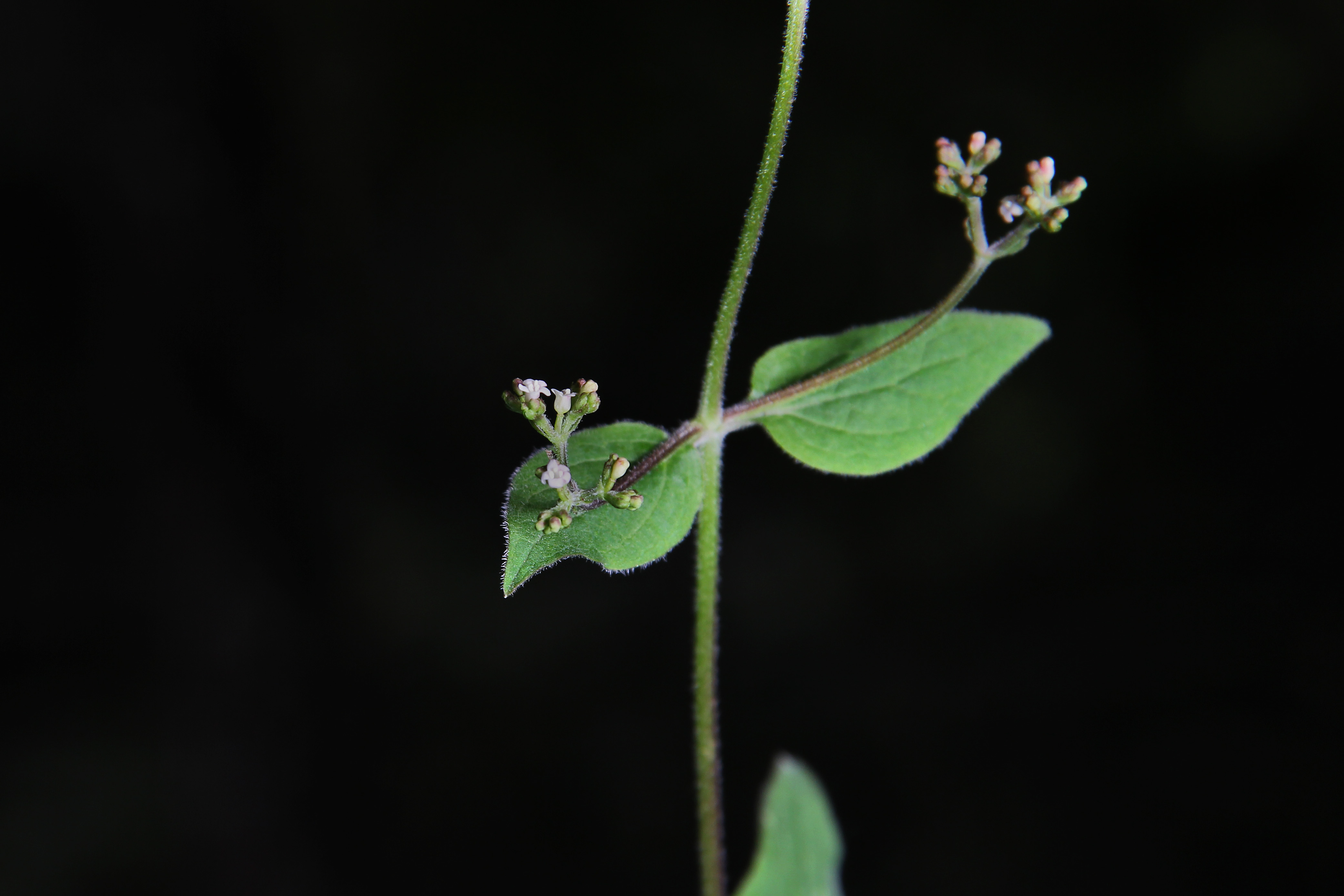 Valeriana naidae image