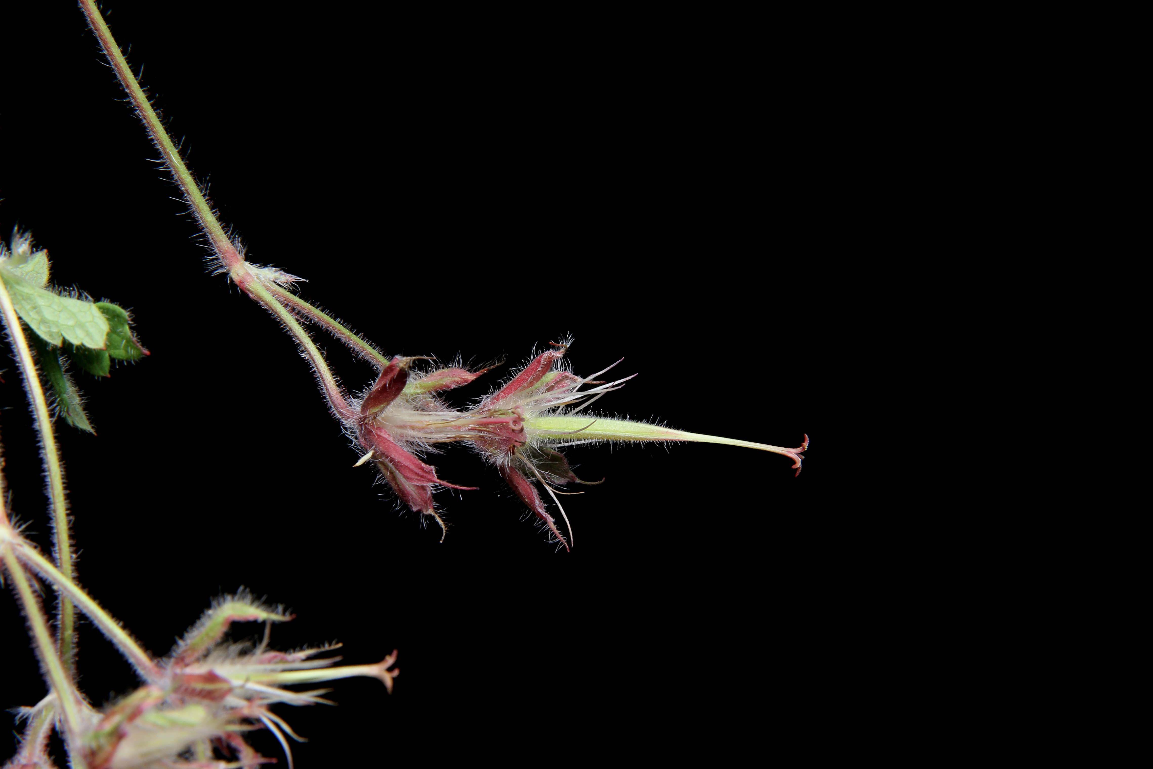 Geranium lilacinum image