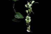 Image of Dioscorea floribunda