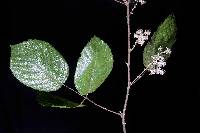 Rubus fagifolius image