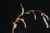 Image of Persicaria punctata
