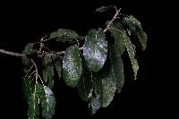 Ficus turrialbana image