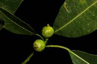 Image of Ficus yoponensis