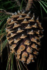Pinus pseudostrobus var. apulcensis image
