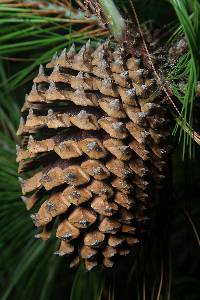 Pinus pseudostrobus var. apulcensis image