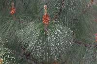 Image of Pinus pseudostrobus