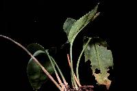 Image of Prescottia stachyodes