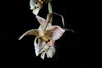 Image of Stanhopea dodsoniana