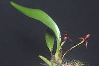 Image of Maxillaria cucullata