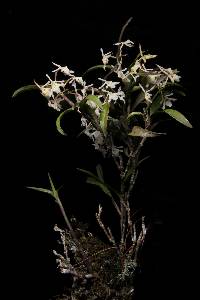 Image of Epidendrum albopropinquum