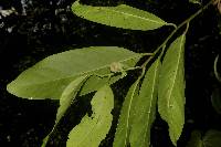 Diospyros nigra image