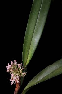 Image of Maxillaria densa