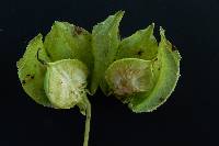 Lophospermum physalodes image