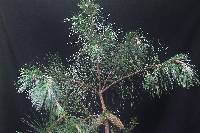 Image of Pinus greggii