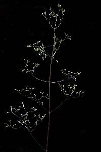 Image of Valeriana barbareifolia